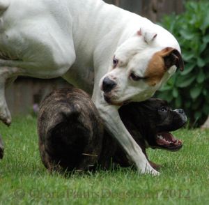 Dogs Playing